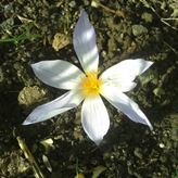 Tuin Stella Alpina 20